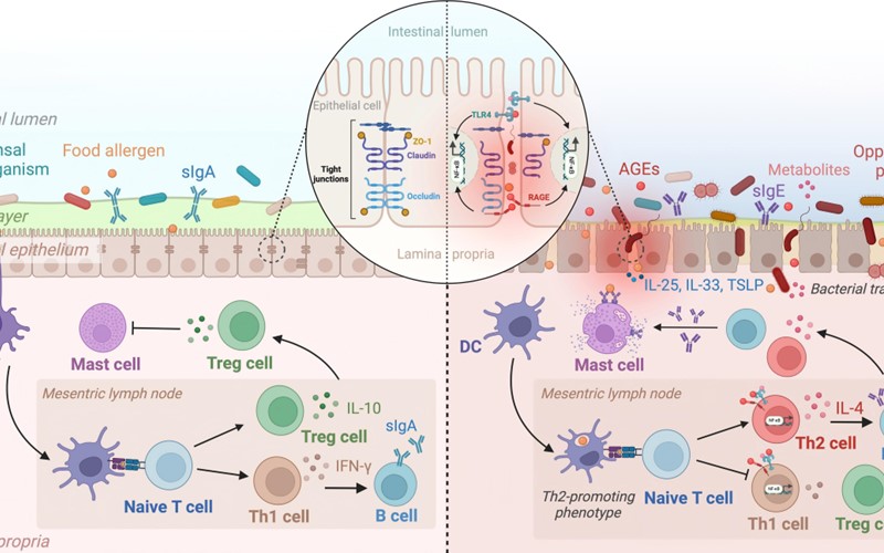 Nature Communications《自然·通讯》| 澳门足球赔率
傅玲琳教授团队取得重要突破：食物过敏的膳食危险因素新机制